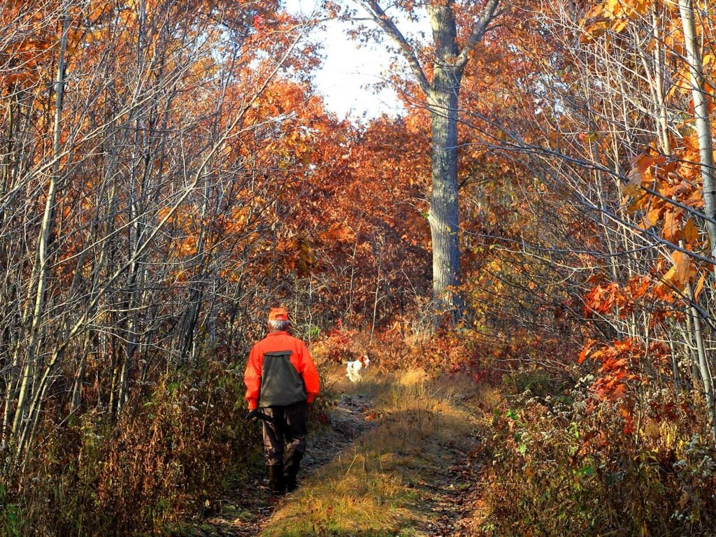 A hunter walks through a trail behind a hunting dog.