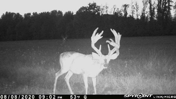 A whitetail buck caught on trail camera footage.