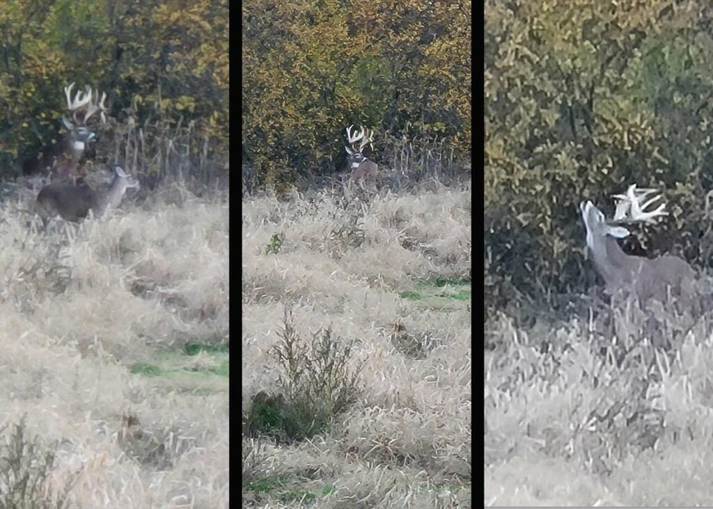 Side by side images of a deer on trail camera