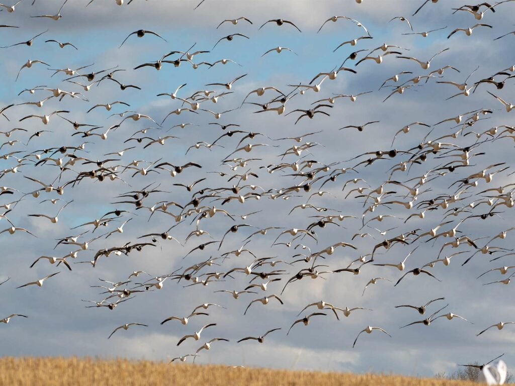 A flock of geese above a field.