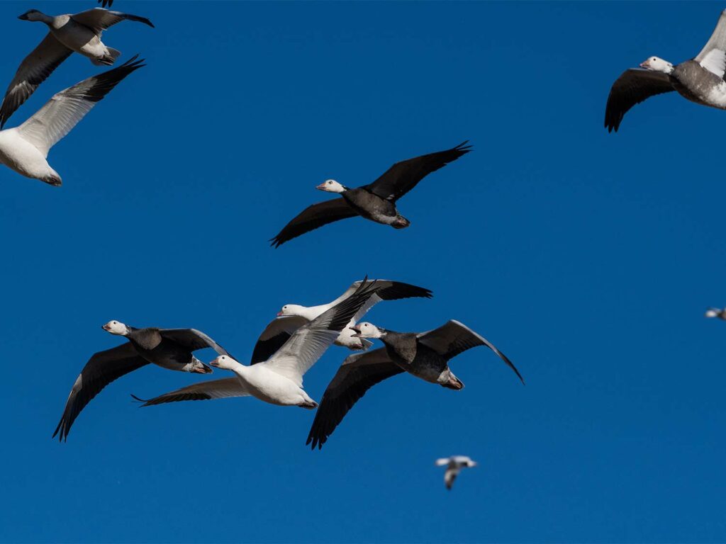 A flock of geese flying through the air.