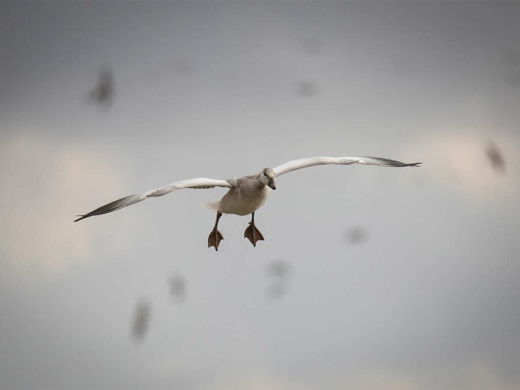 A juvenile snow goose flying through the air.