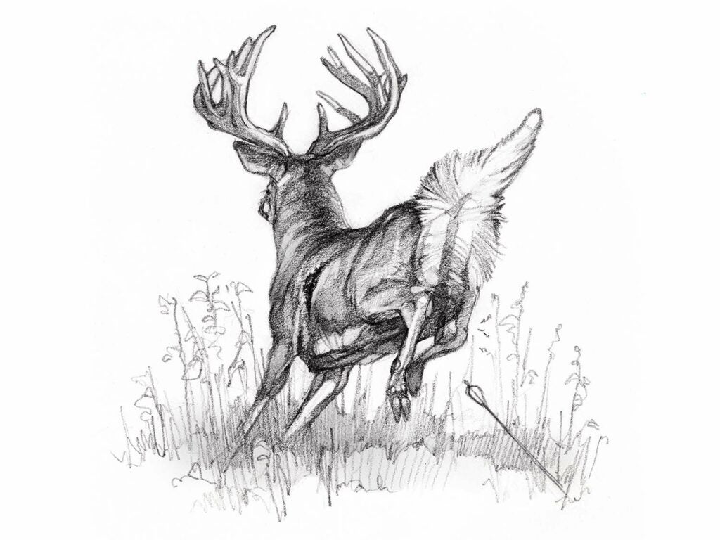 A pencil illustration of a whitetail deer.