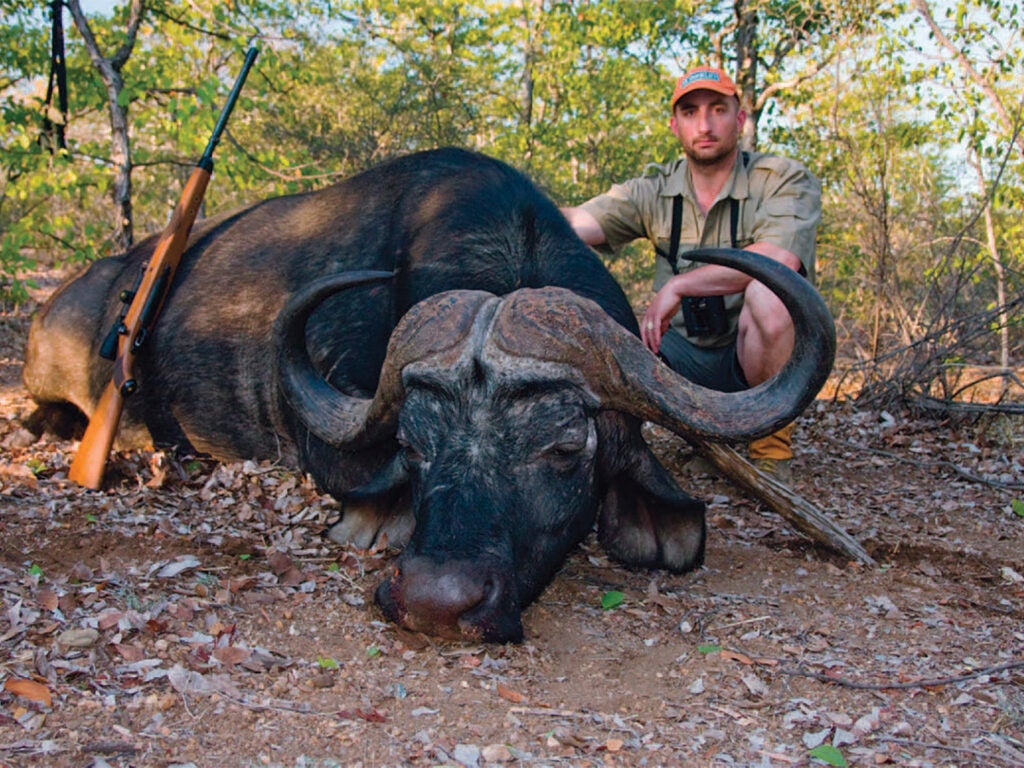 A man kneels behind a large cape buffalo.