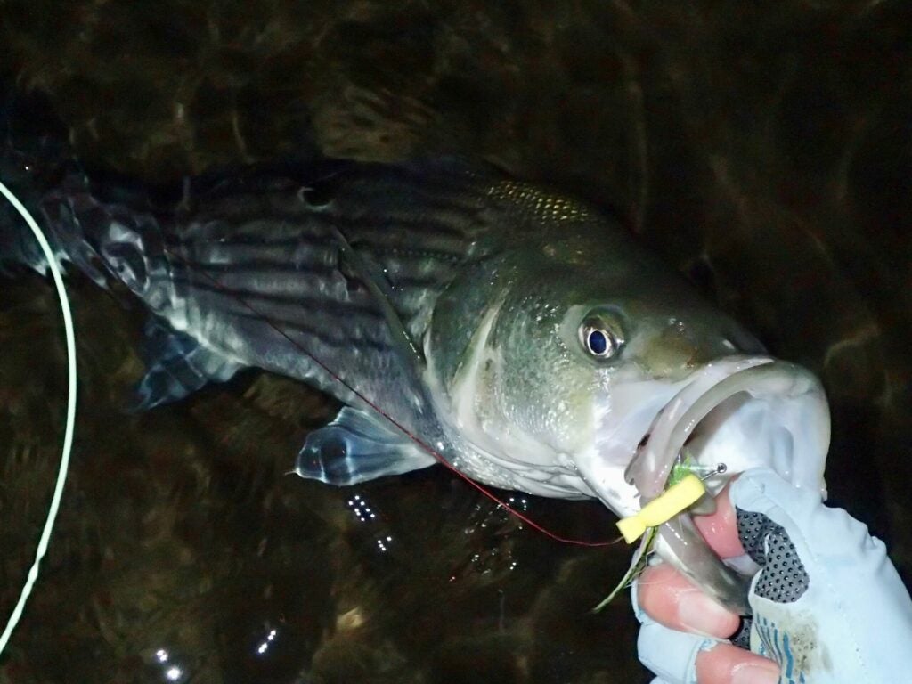 Hand holding a striped bass in the water.