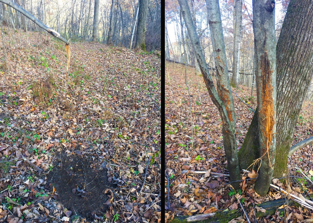 A side by side image of deer scrapes and rubs in the woods.