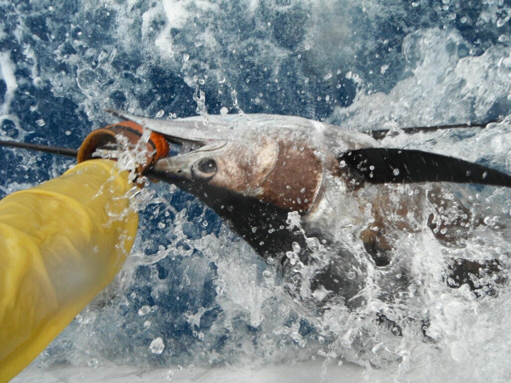 Arm pulling swordfish from the water.