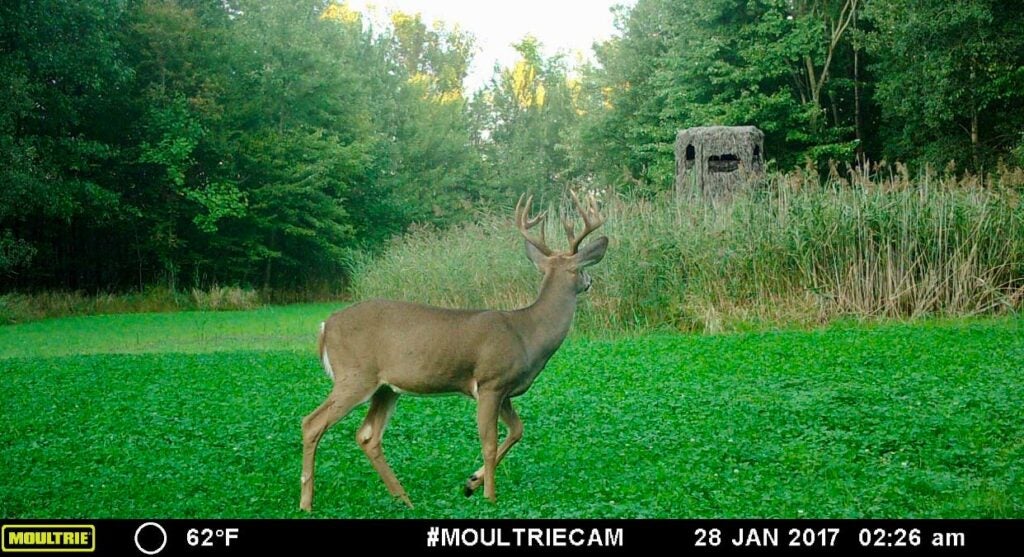 A trail camera photo of a whitetail deer walking in a field.
