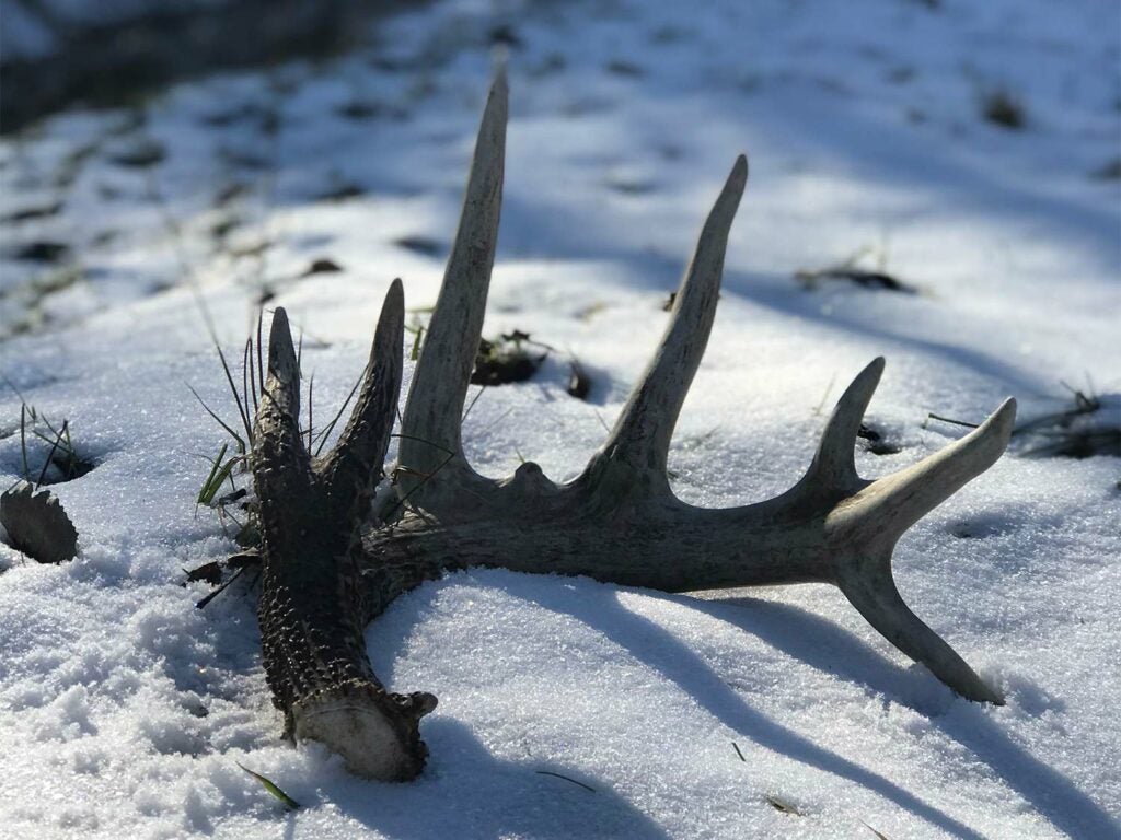 A single shed deer antler in the snow.