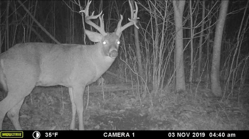 A black and white trail camera image of a whitetail buck at night.