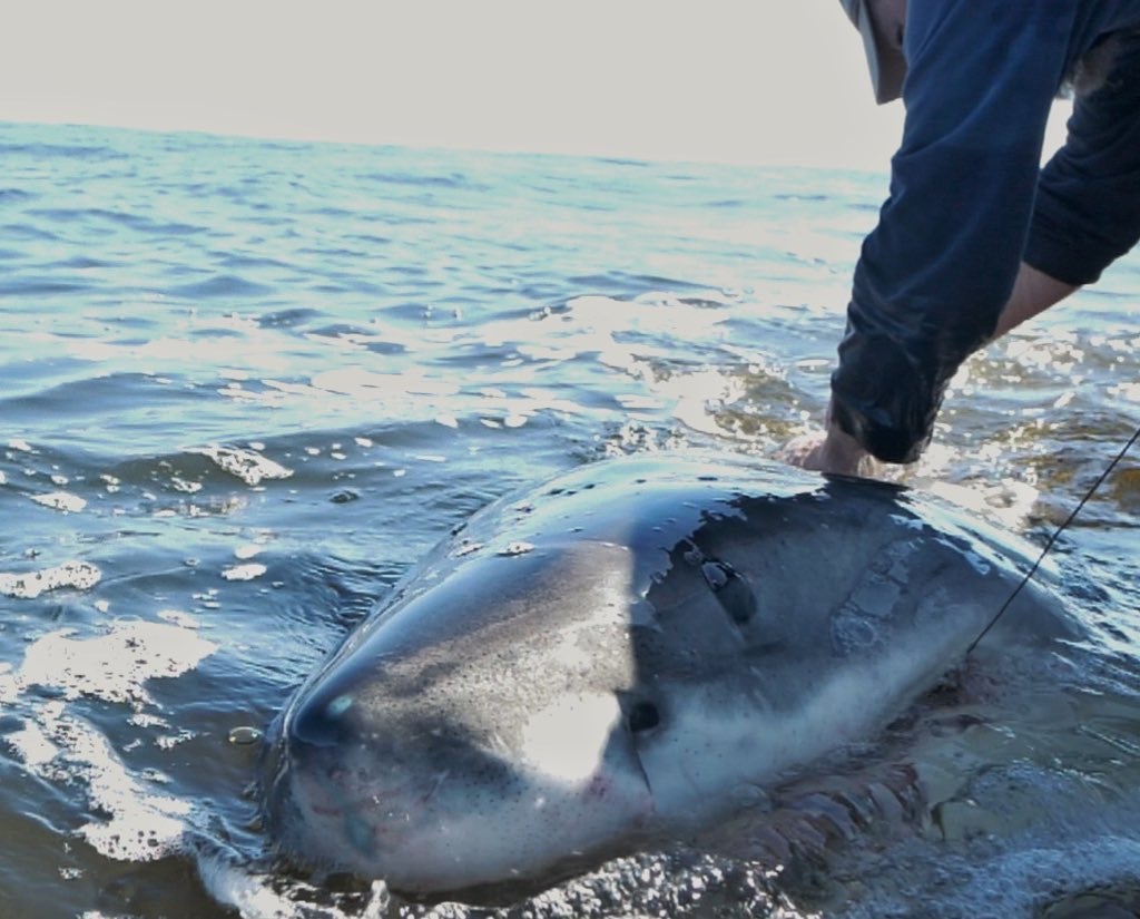 A great white shark being tagged boatside with a telemetry tag.
