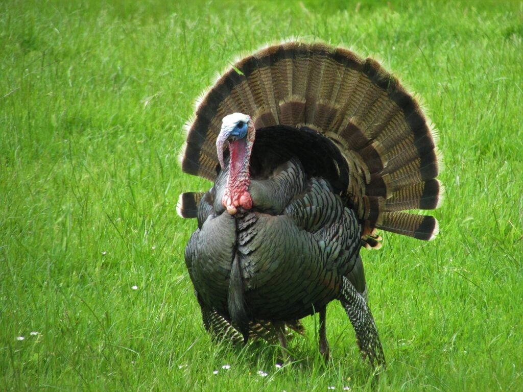 Tom turkey strutting in a green field.