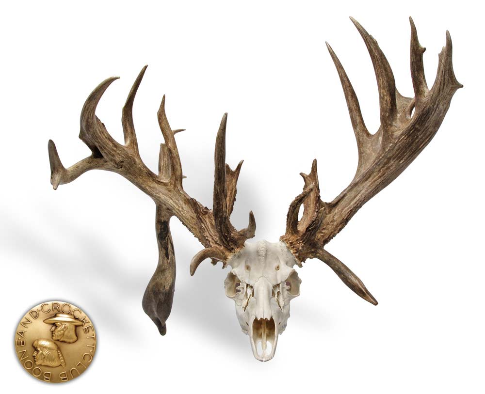 A nontypical whitetail skull on a white background.