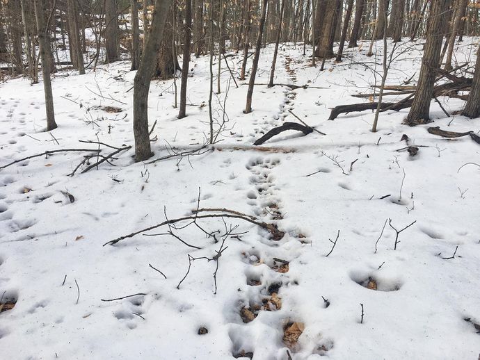A whitetail deer trail in the snow.